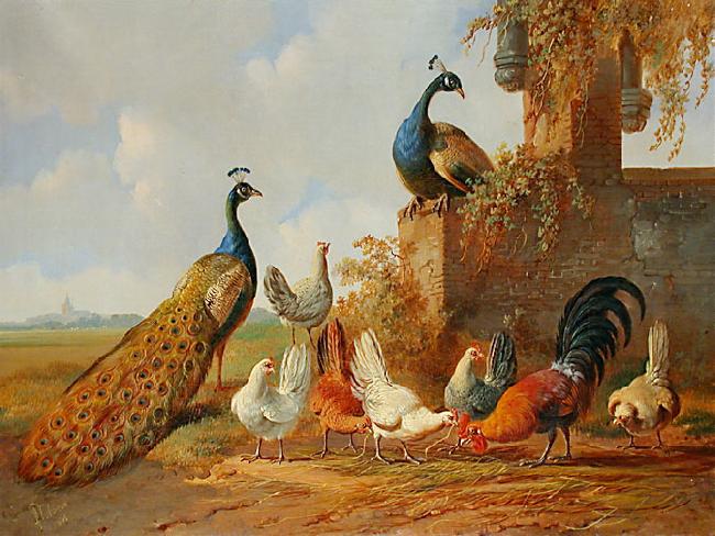 unknow artist Albertus Verhoesen: Peacocks and chickens oil painting image
